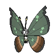 vivillon-jungle.gif?refresh=900&resize_h